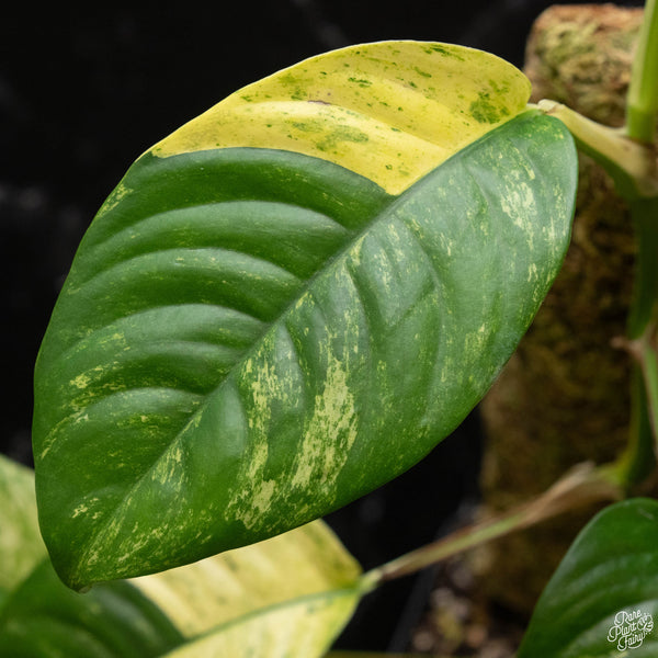 Rhaphidophora puberula albo variegated (B50)