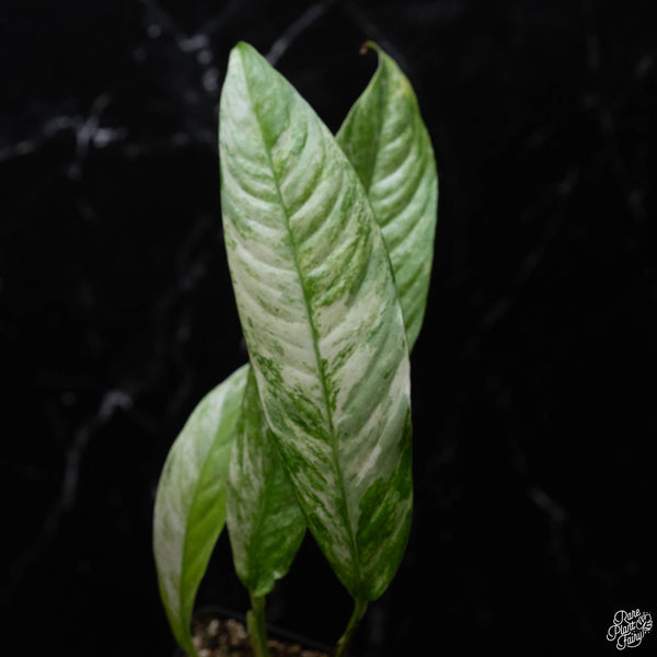 Rhaphidophora foraminifera albo variegated (wk3-A)