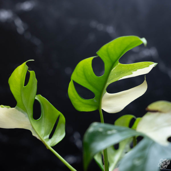 Rhaphidophora tetrasperma albo variegated (wk4-B)