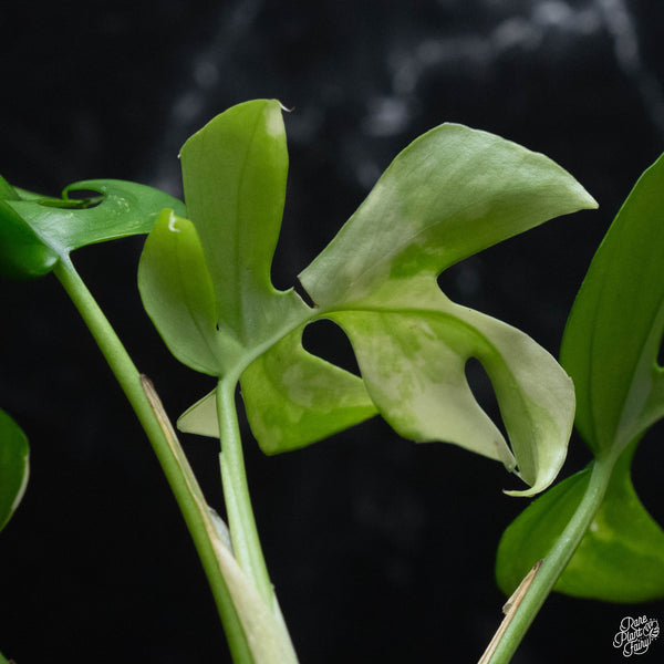 Rhaphidophora tetrasperma albo variegated (wk3-B)