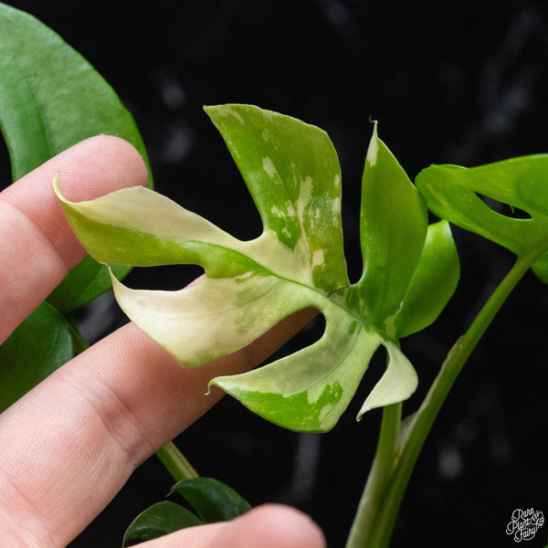 Rhaphidophora tetrasperma albo variegated (wk3-B)