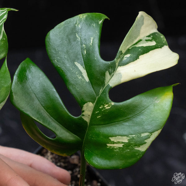 Rhaphidophora tetrasperma albo variegated (wk3-B)