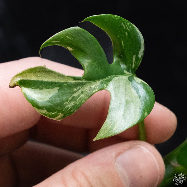 Rhaphidophora tetrasperma albo variegated (wk3-B)