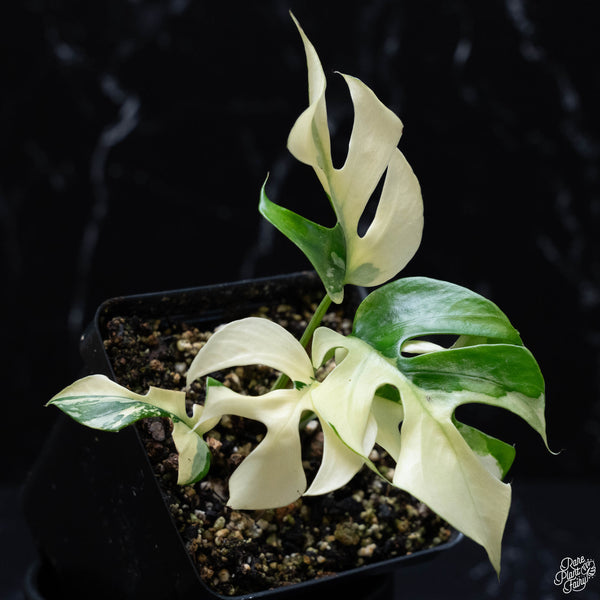 Rhaphidophora tetrasperma albo variegated (wk4-A)