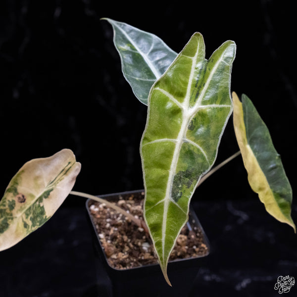 Alocasia 'sanderiana' aurea variegated (aka. pseudosanderiana) (A47)