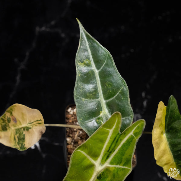 Alocasia 'sanderiana' aurea variegated (aka. pseudosanderiana) (A47)