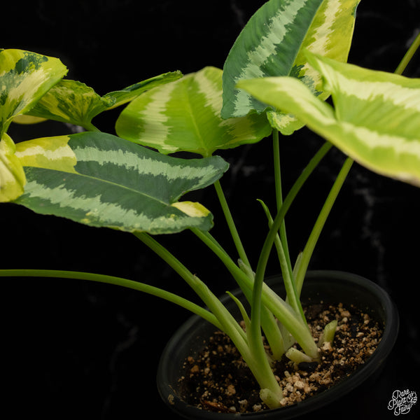 Schismatoglottis wallichii variegated (A48) *multiple plants*