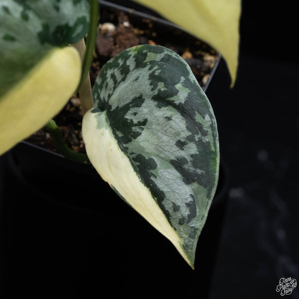 Scindapsus pictus 'Mayari' albo variegated (1B)