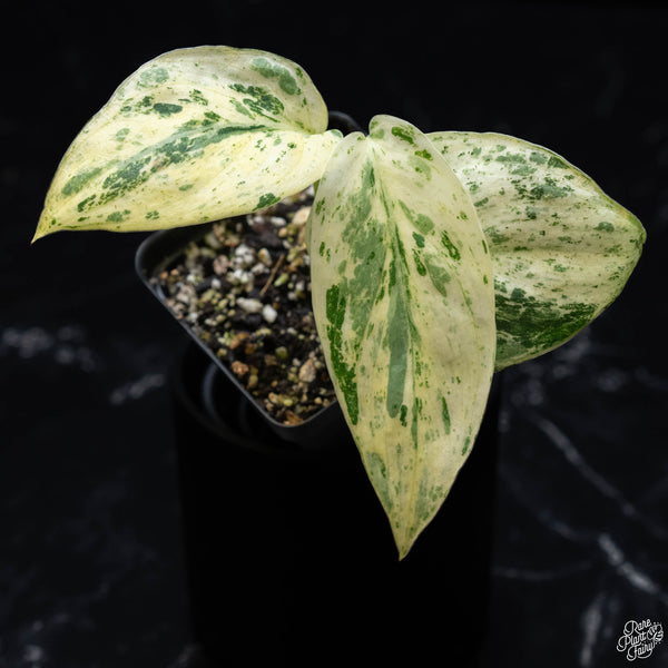 Scindapsus 'Jade Satin' marble variegated (1A)