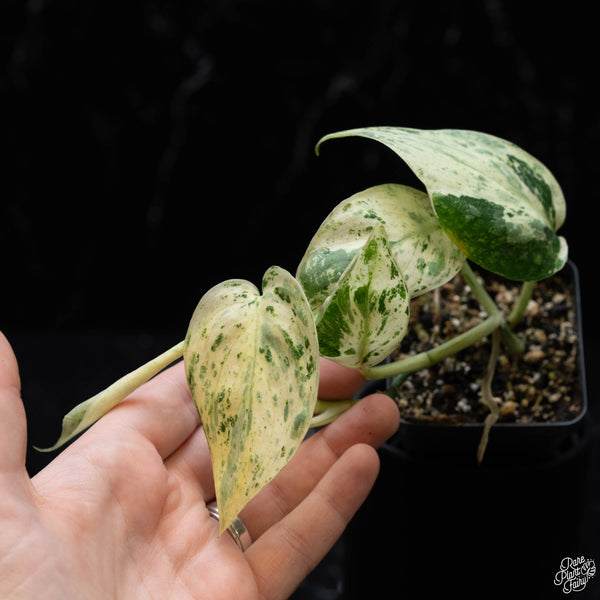 Scindapsus 'Jade Satin' marble variegated (1B)