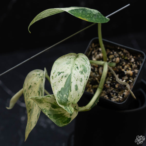 Scindapsus 'Jade Satin' marble variegated (1B)