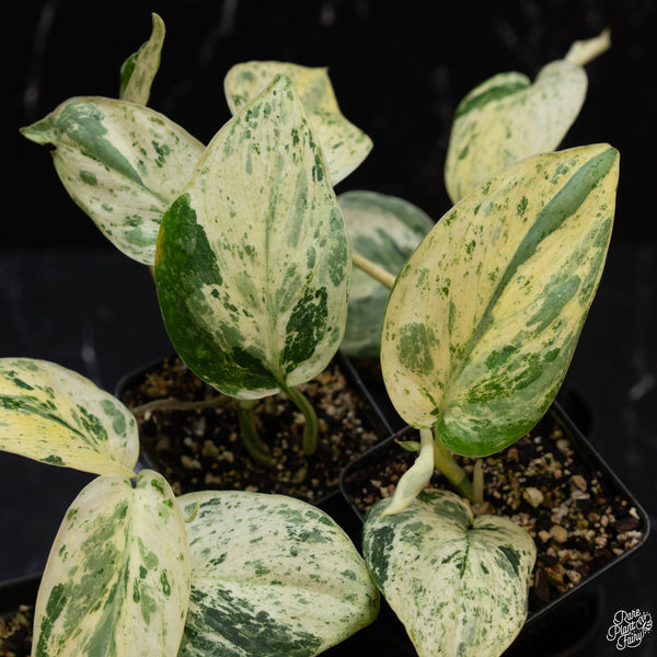 Scindapsus 'Jade Satin' marble variegated *Grower's choice*