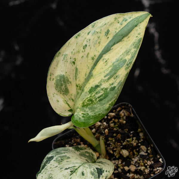 Scindapsus 'Jade Satin' marble variegated *Grower's choice*