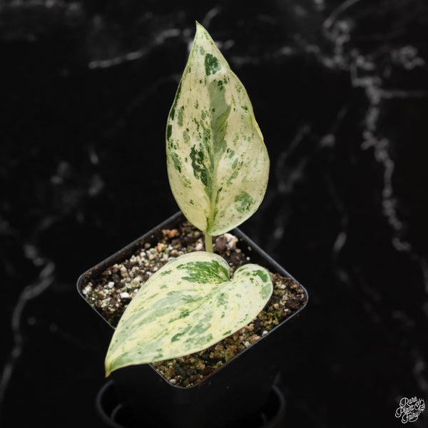 Scindapsus 'Jade Satin' marble variegated (wk2-A)