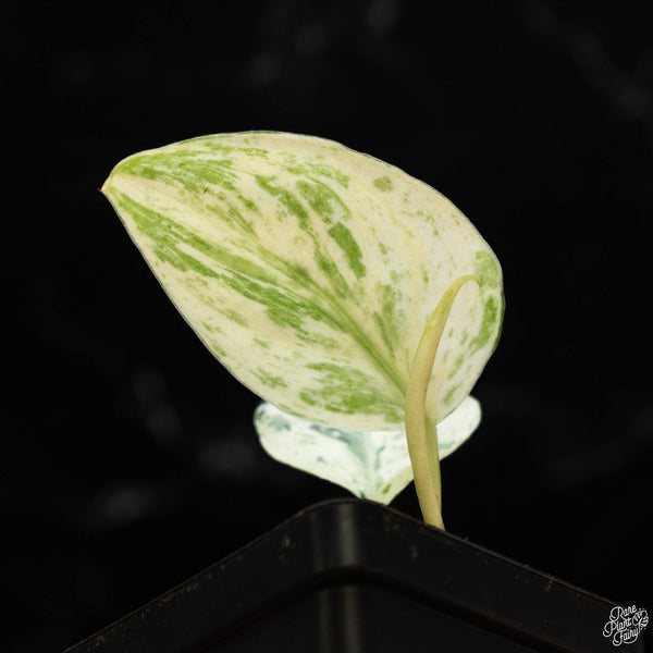 Scindapsus 'Jade Satin' marble variegated (wk2-A)