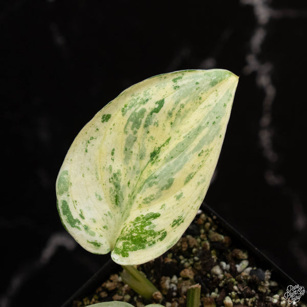 Scindapsus 'Jade Satin' marble variegated (wk2-A)