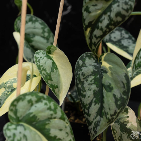 Scindapsus pictus 'Mayari' albo variegated *Grower's choice*