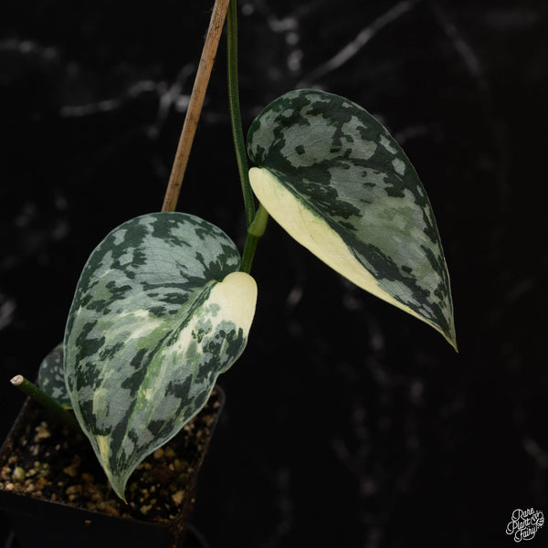 Scindapsus pictus 'Mayari' albo variegated *Grower's choice*