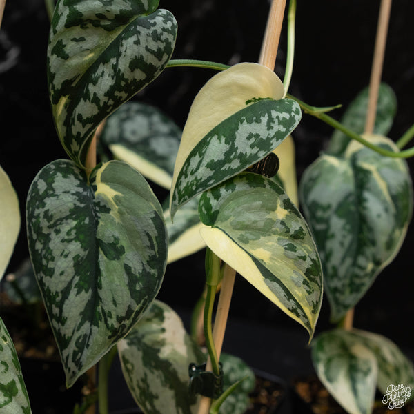 Scindapsus pictus 'Mayari' albo variegated *Grower's choice*