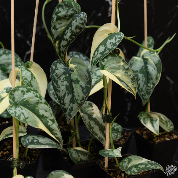 Scindapsus pictus 'Mayari' albo variegated *Grower's choice*