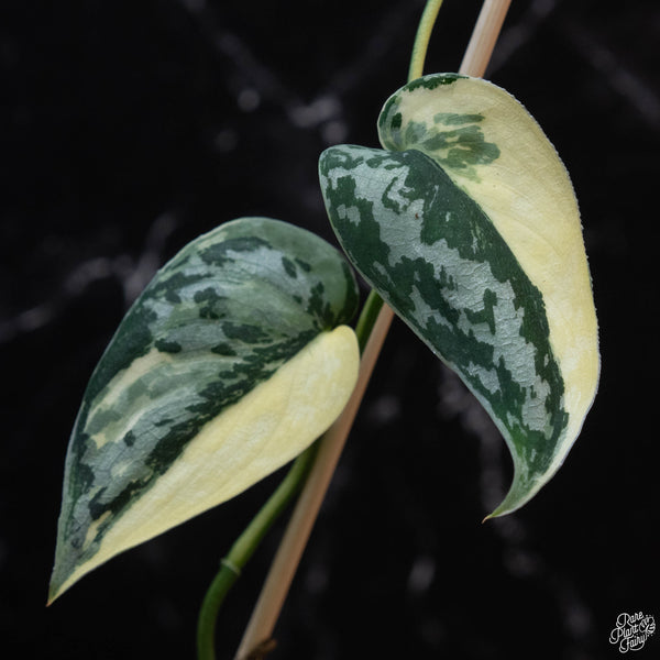 Scindapsus pictus 'Mayari' albo variegated (wk3-A)