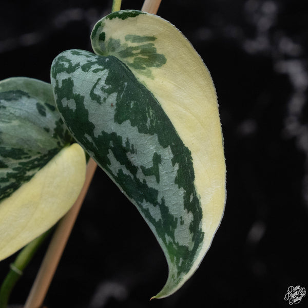 Scindapsus pictus 'Mayari' albo variegated (wk3-A)