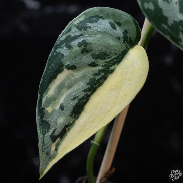 Scindapsus pictus 'Mayari' albo variegated (wk3-A)