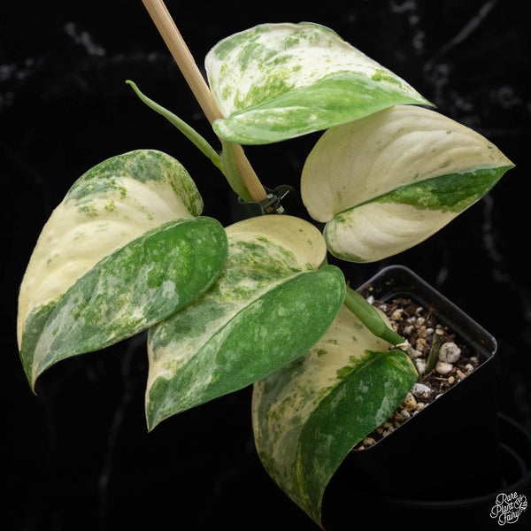 Scindapsus pictus 'Mangurai' variegated (A51)