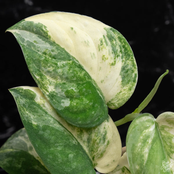 Scindapsus pictus 'Mangurai' variegated (A51)