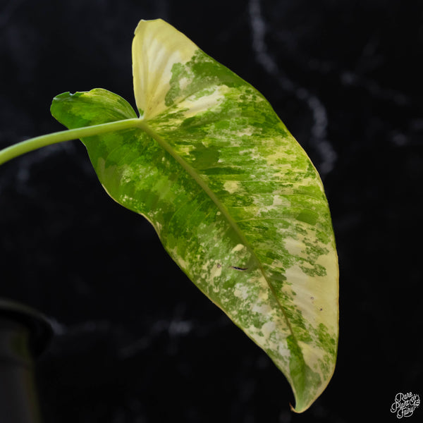 Schismatoglottis wallichii variegated (wk3-A)