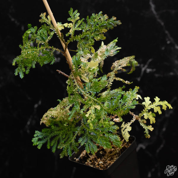 Selaginella willdenowii variegated (wk2-A)