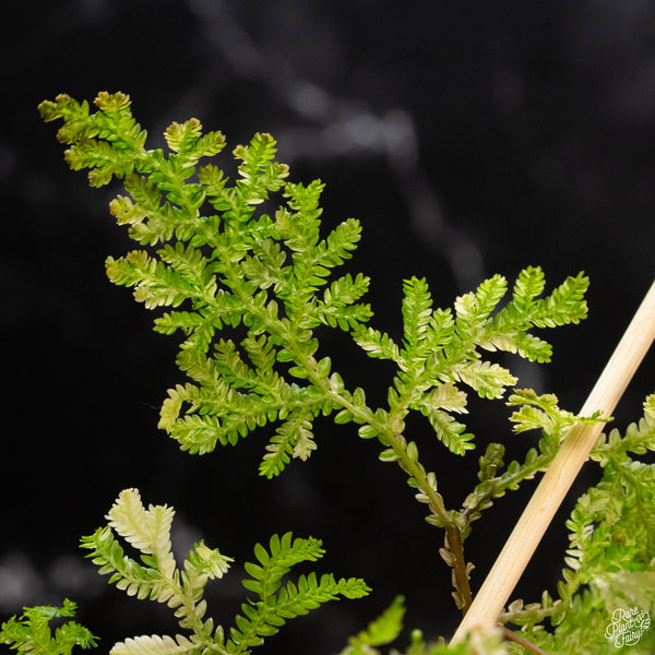 Selaginella willdenowii variegated (wk2-A)