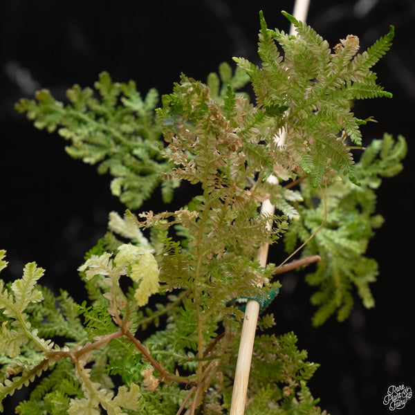 Selaginella willdenowii variegated (wk2-A)