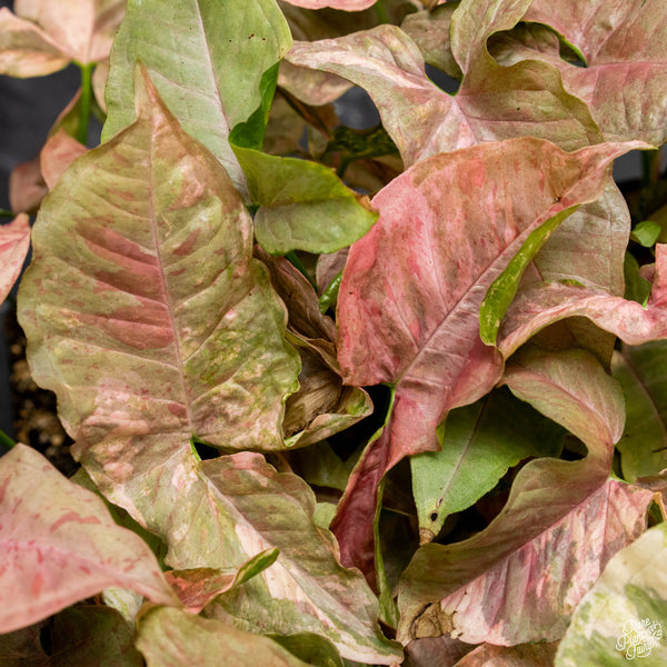 Syngonium milk confetti double pink variegated *Grower's choice*