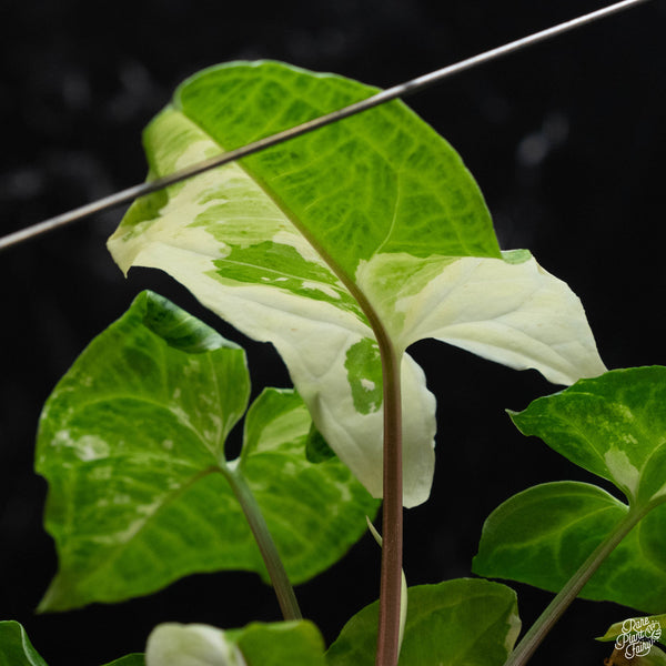 Syngonium 'Batik' albo variegated (1A)