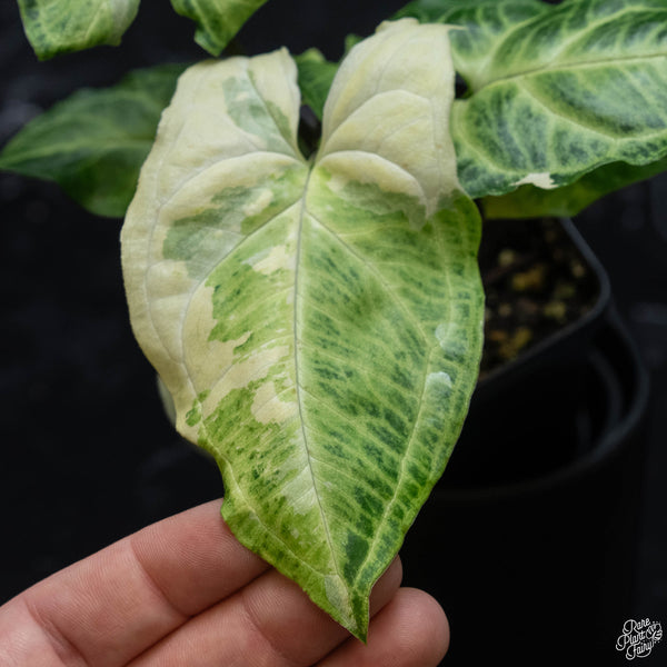 Syngonium 'Batik' albo variegated (1A)