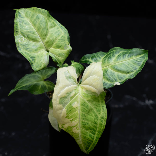 Syngonium 'Batik' albo variegated (1A)