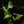 Load image into Gallery viewer, Syngonium godzilla *Grower&#39;s choice*
