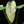 Load image into Gallery viewer, Syngonium chiapense albo variegated (A51)
