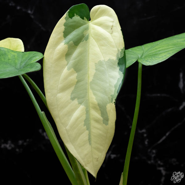 Syngonium chiapense albo variegated (A51)