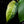 Load image into Gallery viewer, Syngonium chiapense albo variegated (A51)
