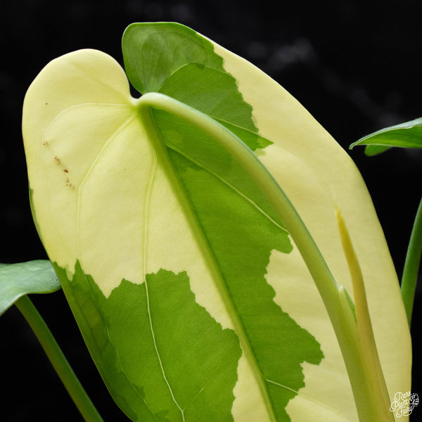 Syngonium chiapense albo variegated (A51)