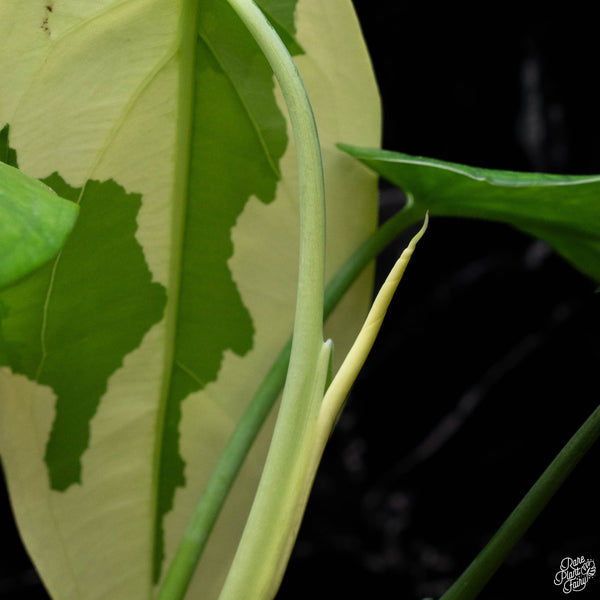 Syngonium chiapense albo variegated (A51)