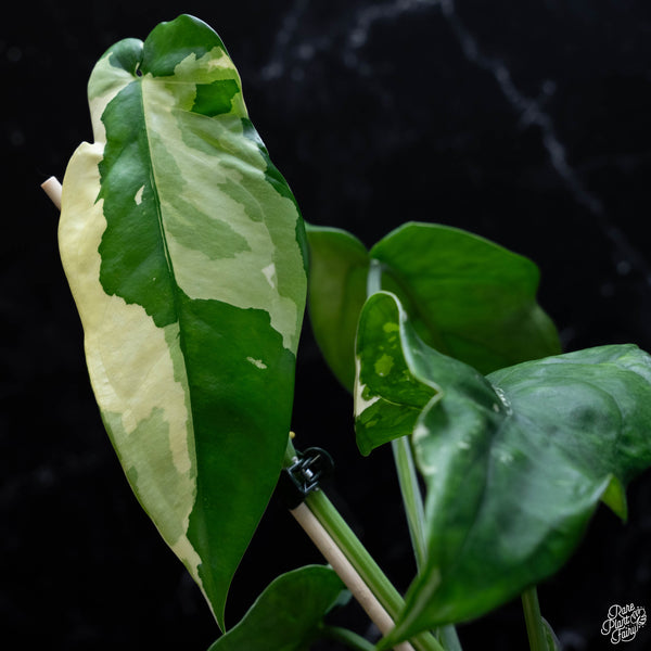 Syngonium chiapense albo variegated (wk4-A)