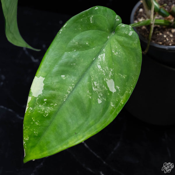 Syngonium chiapense albo variegated (wk4-A)