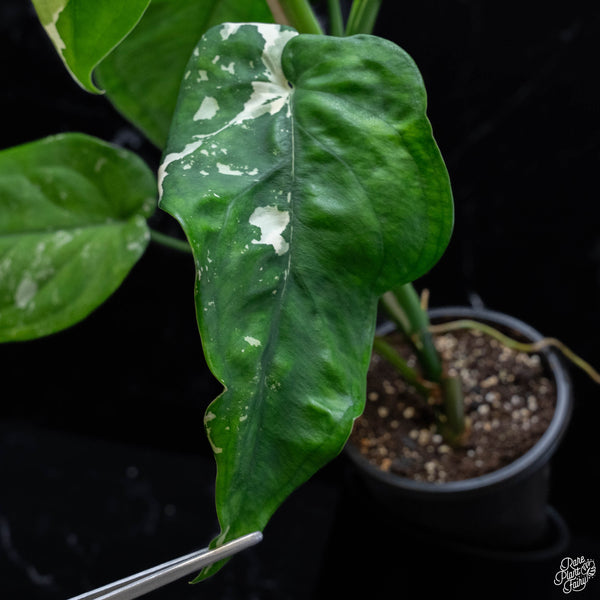 Syngonium chiapense albo variegated (wk4-A)