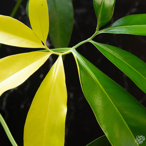 Thaumatophyllum spruceanum aurea variegated (previously Philodendron Goeldii) (wk2-A)