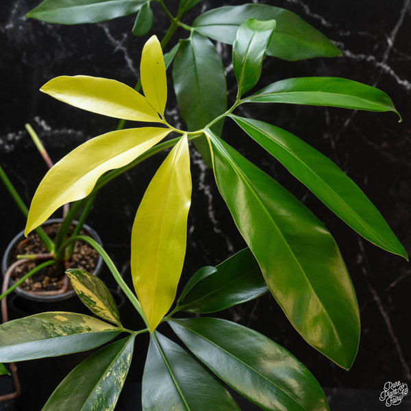 Thaumatophyllum spruceanum aurea variegated (previously Philodendron Goeldii) (wk2-A)