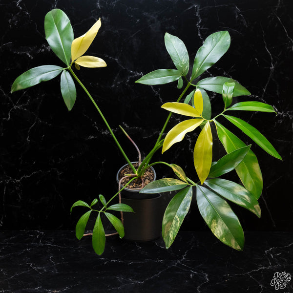 Thaumatophyllum spruceanum aurea variegated (previously Philodendron Goeldii) (wk2-A)