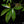 Load image into Gallery viewer, Thaumatophyllum spruceanum aurea variegated (previously Philodendron Goeldii) (A49)
